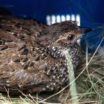 Natal spurfowl sitting in carrier