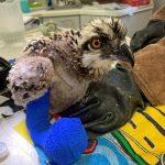 young osprey with bandage wrapped on right foot