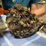night hawk with feeding syringe by beak