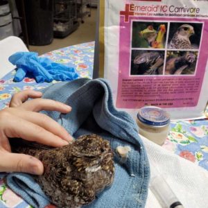 nighthawk on towel beside bag of EmerAid