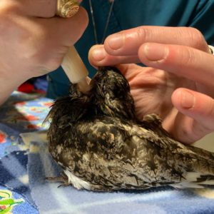 nighthawk being fed with feeding syringe