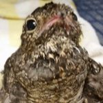 injured nighthawk on towel