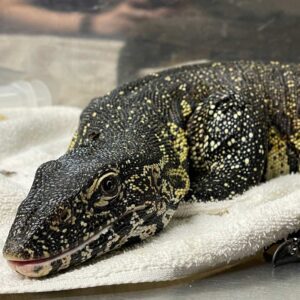 close up on the head of a Nile monitor lying on a towel