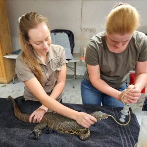 Nile monitor being tube-fed