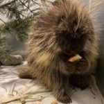 North American porcupine standing in cage holding food