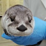North American river otter