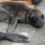 very thin Northern elephant seal pup lying on cement in pen