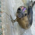 Northern elephant seal in enclosure