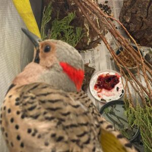 Northern flicker bird perched in cage