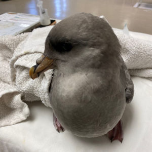 Northern fulmar standing on exam table by towel