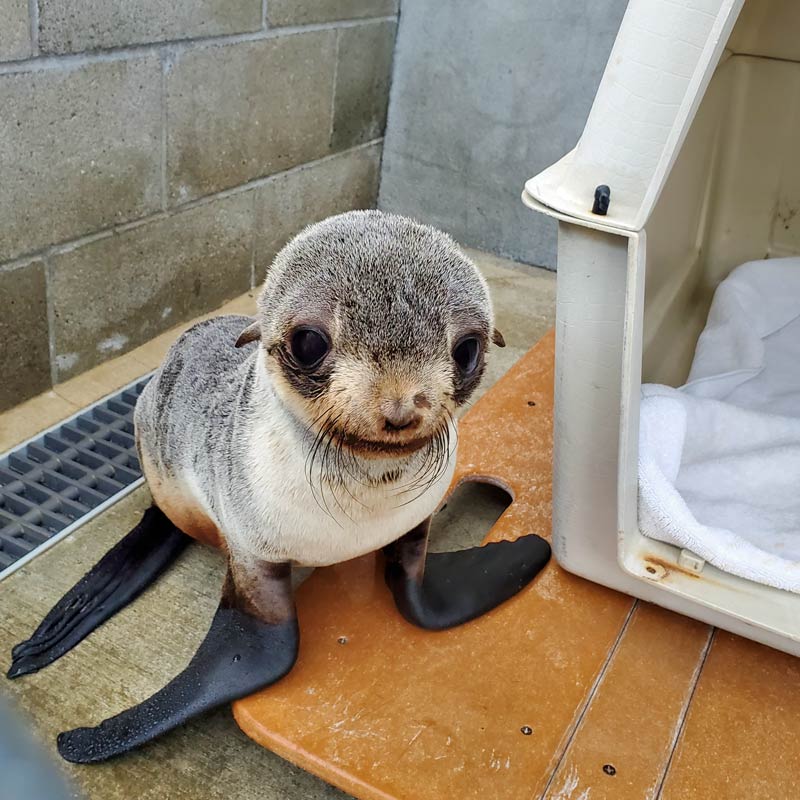 The Marine Mammal Care Center Los Angeles Saves A Northern Fur Seal - EmerAidVet