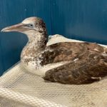 Northern gannet sitting in cage