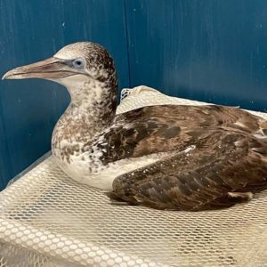 Northern gannet sitting in cage