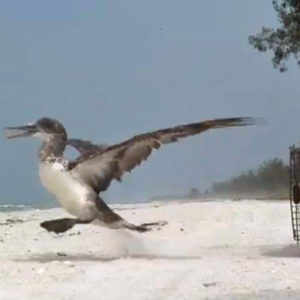 Northern gannet being released on beach