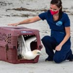 northern gannett emerging from travel carrier for release at beach