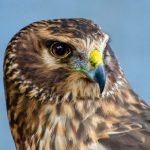 face of northern harrier