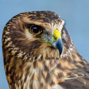face of northern harrier