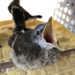 Northern mockingbird showing excellent gape, open mouth, technique