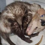 opossum curled up on side with bandage on neck