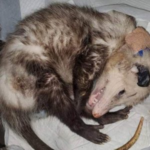 opossum curled up on side with bandage on neck