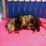 opossum lying on side on pink blanket