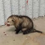 opossum with mouth injury