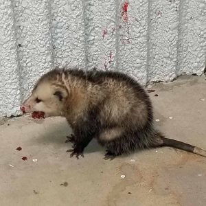 opossum with mouth injury