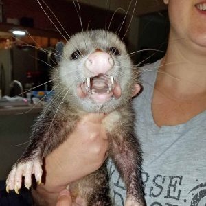 opossum held in someone's arms