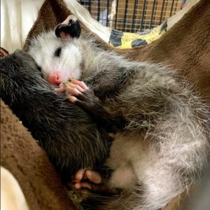 opossum in hammock