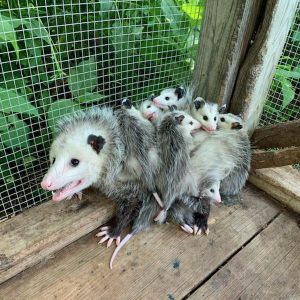 mother opossum in cage with babies