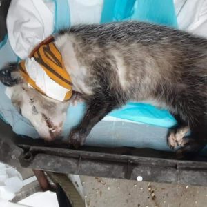 opossum with broken jaw lying on sid in carrier