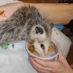 opossum being fed from cup