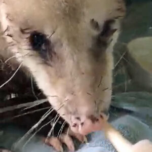 injured Virginia opossum eats EmerAid from syringe