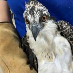 osprey held in gloved hands
