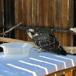 osprey in aviary standing by water dish