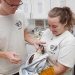 osprey held in towel by staff at Florida Keys Wild Bird Center