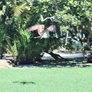 osprey flying away