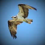 osprey flying