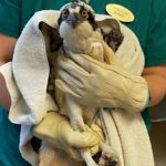osprey held in towel by person wearing gloves