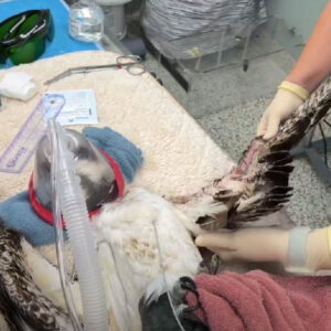 osprey on exam table wearing anesthesia mask while broken wing is examined