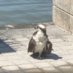 osprey outside standing on one leg on patio tiles