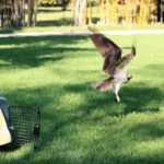 osprey released from carrier