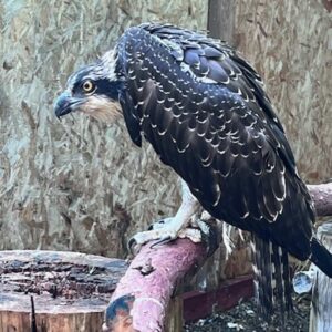 osprey standing on perch