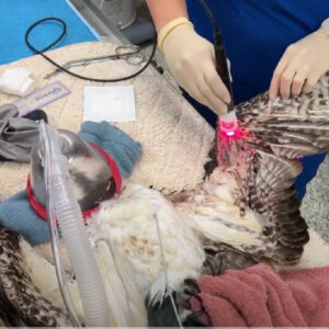osprey on exam table wearing anesthesia mask while injured wing receives laser treatment