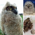owlet sitting and pellet