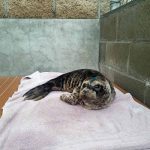 Pacific harbor seal lying on towel in enclosure
