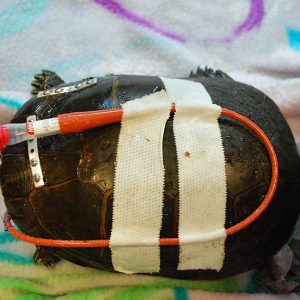 painted turtle with feeding tube