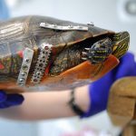 painted turtle with repaired shell