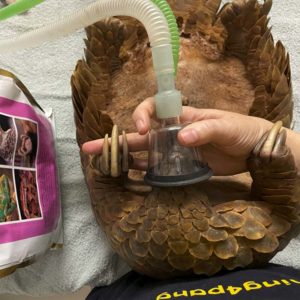 pangolin being anesthetized