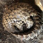 young pangolin curled up head to tail